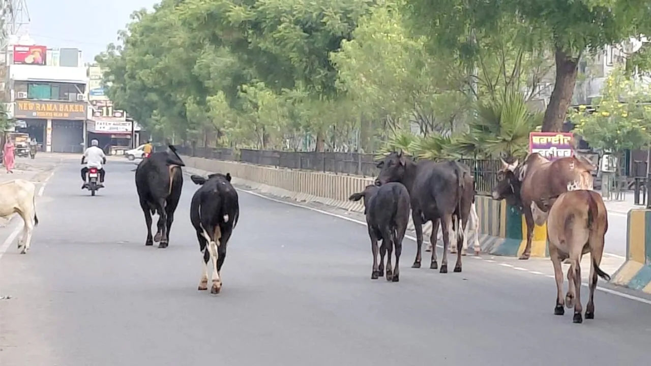 Stray Animals Danger: ਸੜਕਾਂ ’ਤੇ ਘੁੰਮਦੇ ਅਵਾਰਾ ਪਸ਼ੂ ਬਣ ਰਹੇ ਹਨ ਹਾਦਸੇ ਦਾ ਕਾਰਨ, ਪ੍ਰਸ਼ਾਸਨ ਦੇਵੇ ਧਿਆਨ