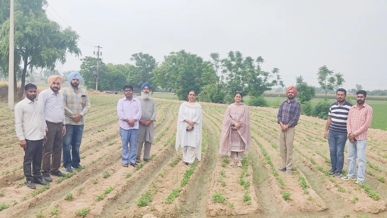 Agriculture News: ਕਿਸਾਨ ਤੇਲ ਬੀਜ ਵਾਲੀਆਂ ਫਸਲਾਂ ਬੀਜਣ ਨੂੰ ਦੇਣ ਤਰਜ਼ੀਹ