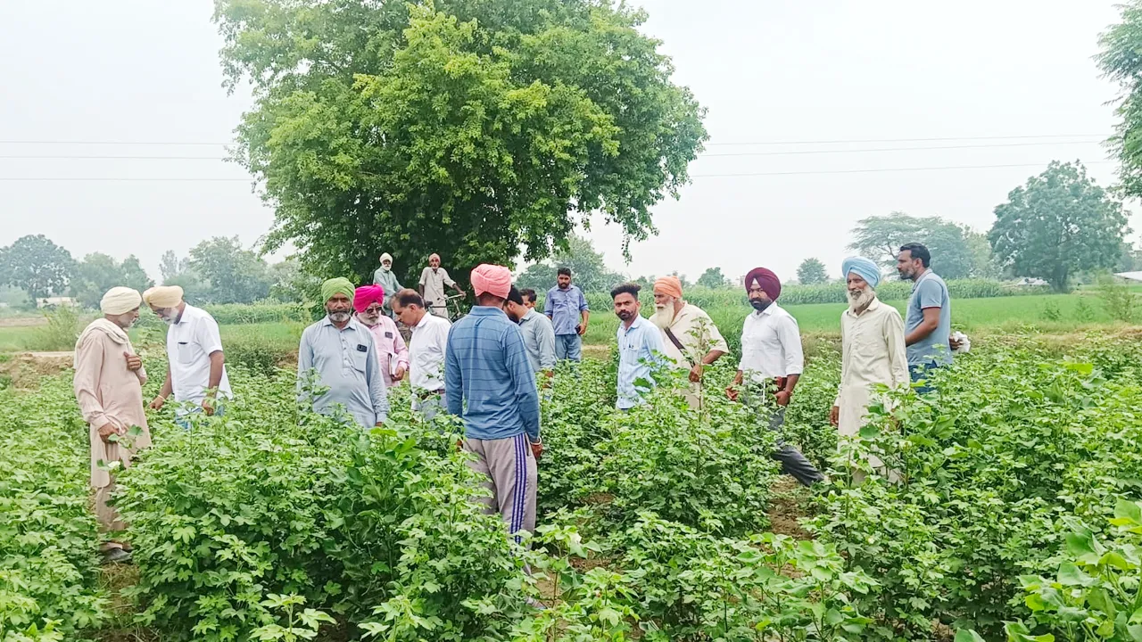 Agriculture News: ਸਰਵੇਖਣ ਟੀਮ ਵੱਲੋਂ ਨਰਮੇ ਦੇ ਖੇਤਾਂ ਦਾ ਦੌਰਾ