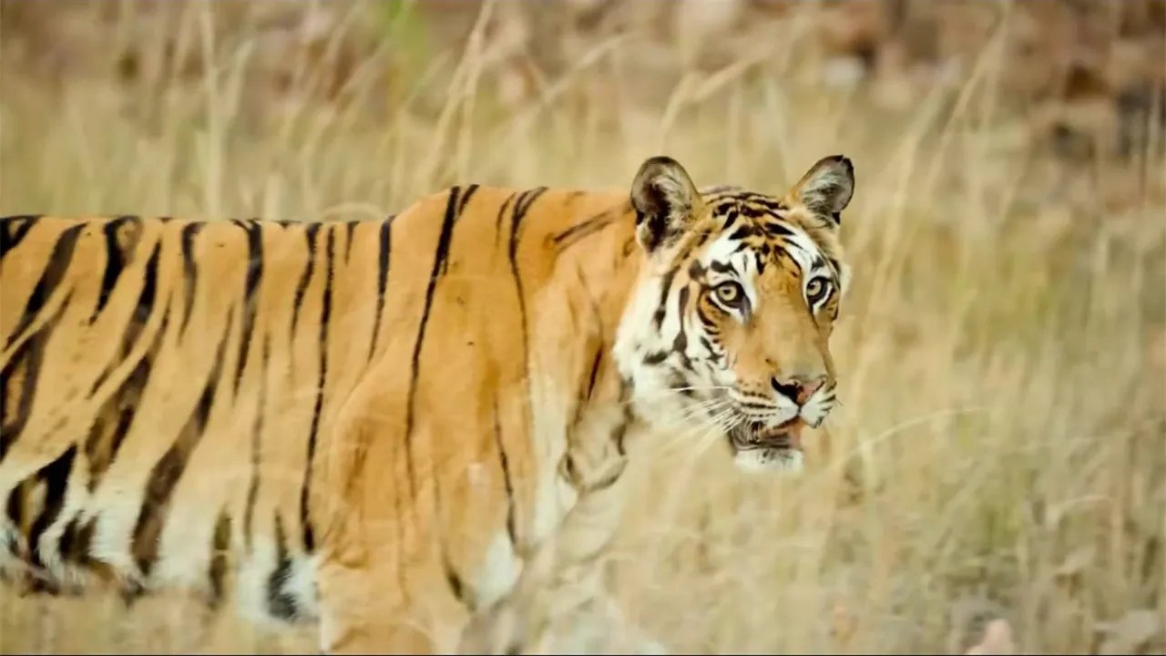 India Tiger Population: ਭਾਰਤ ਬਾਘਾਂ ਦੀ ਸੰਭਾਲ ’ਚ ਦੁਨੀਆ ਦੇ ਪਹਿਲੇ ਨੰਬਰ ’ਤੇ, ਦੇਸ਼ ’ਚ 3,682 ਬਾਘ