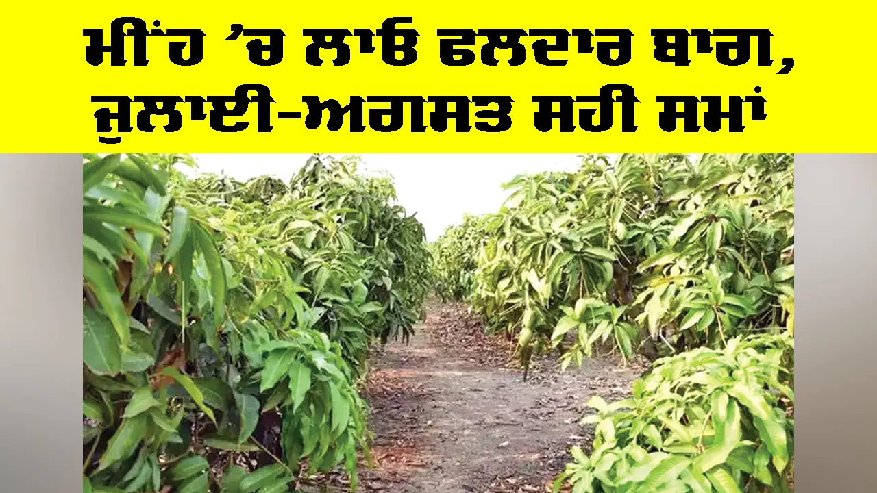 Monsoon Farming: ਮੀਂਹ ’ਚ ਲਾਓ ਫਲਦਾਰ ਬਾਗ, ਜੁਲਾਈ-ਅਗਸਤ ਸਹੀ ਸਮਾਂ