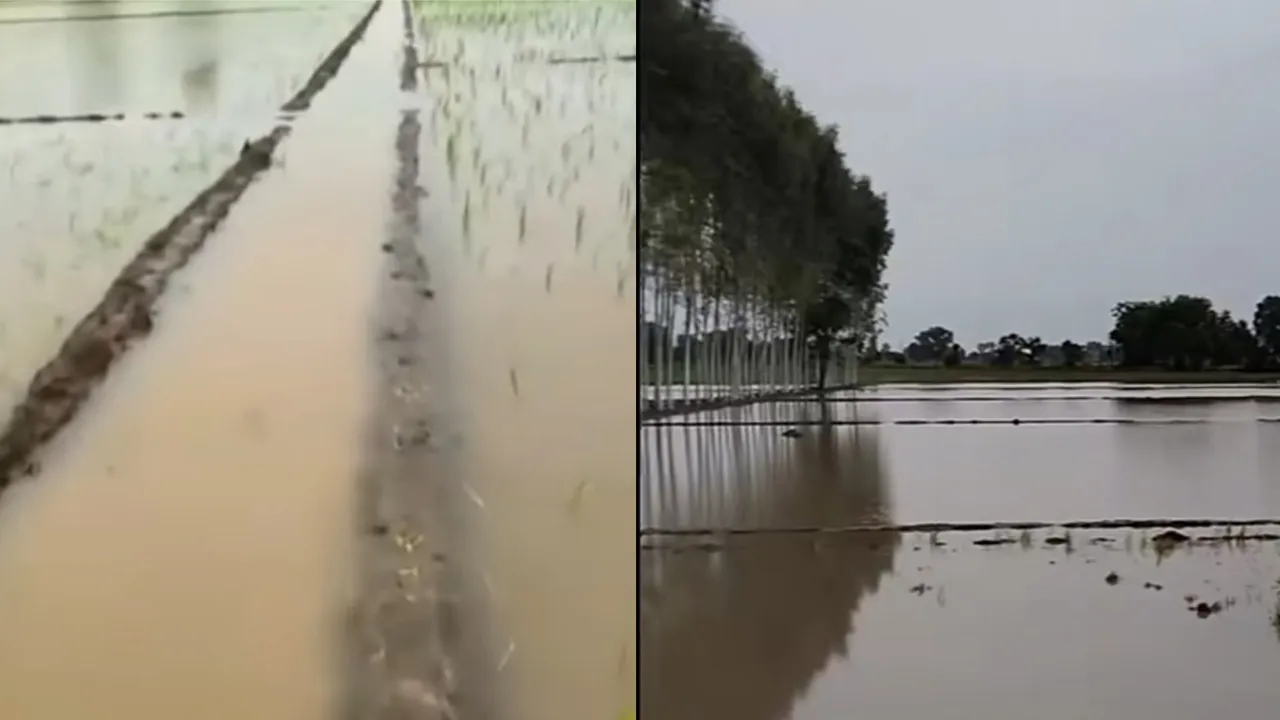Weather Update Punjab: ਮੀਂਹ ਨਾਲ ਗਰਮੀ ਤੋਂ ਰਾਹਤ, ਫਸਲਾਂ ਤੇ ਆਮ ਜਨ ਦੇ ਚਿਹਰੇ ਖਿੜੇ
