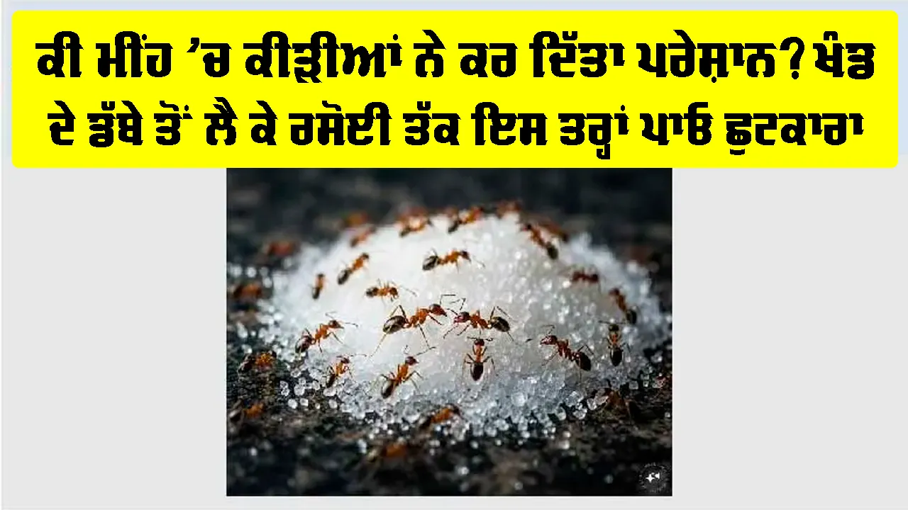 Ants In Sugar Container: ਕੀ ਮੀਂਹ ’ਚ ਕੀੜੀਆਂ ਨੇ ਕਰ ਦਿੱਤਾ ਪਰੇਸ਼ਾਨ? ਖੰਡ ਦੇ ਡੱਬੇ ਤੋਂ ਲੈ ਕੇ ਰਸੋਈ ਤੱਕ ਇਸ ਤਰ੍ਹਾਂ ਪਾਓ ਛੁਟਕਾਰਾ