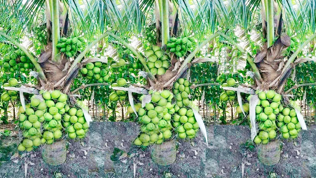 India Coconut Production: ਨਾਰੀਅਲ ਉਤਪਾਦਨ ’ਚ ਭਾਰਤ ਸਭ ਤੋਂ ਅੱਗੇ, ਵਿਸ਼ਵ ਪੱਧਰ ’ਤੇ ਹਿੱਸੇਦਾਰੀ 31 ਫੀਸਦੀ ਤੋਂ ਜ਼ਿਆਦਾ