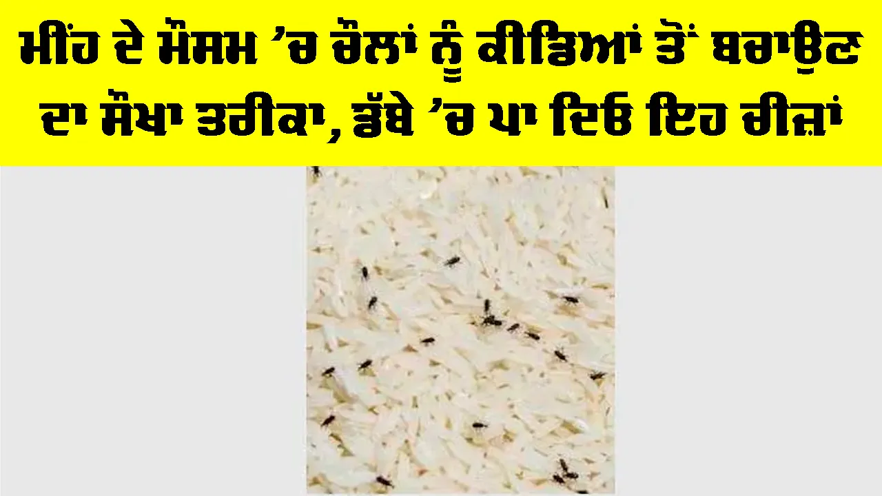 Keep Rice Safe From Insects: ਮੀਂਹ ਦੇ ਮੌਸਮ ’ਚ ਚੌਲਾਂ ਨੂੰ ਕੀਡਿਆਂ ਤੋਂ ਬਚਾਉਣ ਦਾ ਸੌਖਾ ਤਰੀਕਾ, ਡੱਬੇ ’ਚ ਪਾ ਦਿਓ ਇਹ ਚੀਜ਼ਾਂ