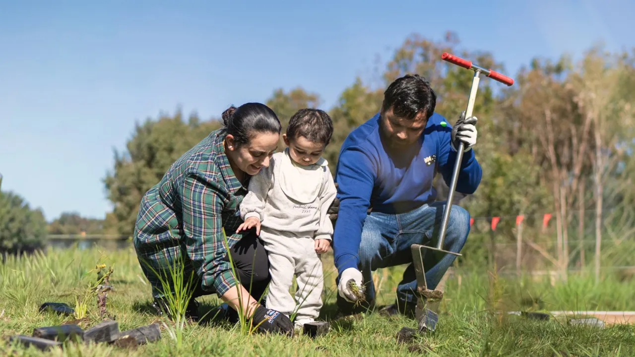 Tree Plantation 3