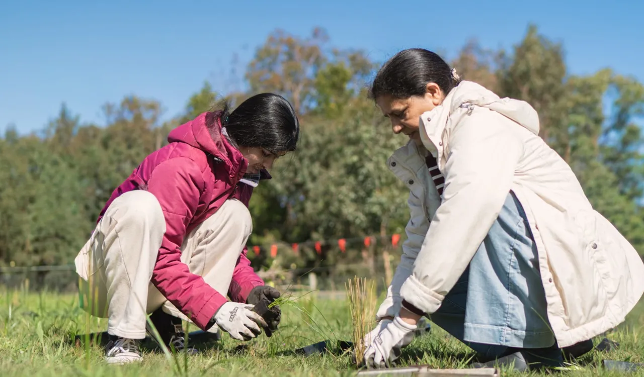 Tree Plantation 4
