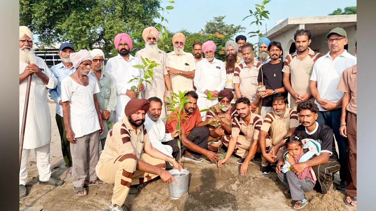 Tree Plantation 