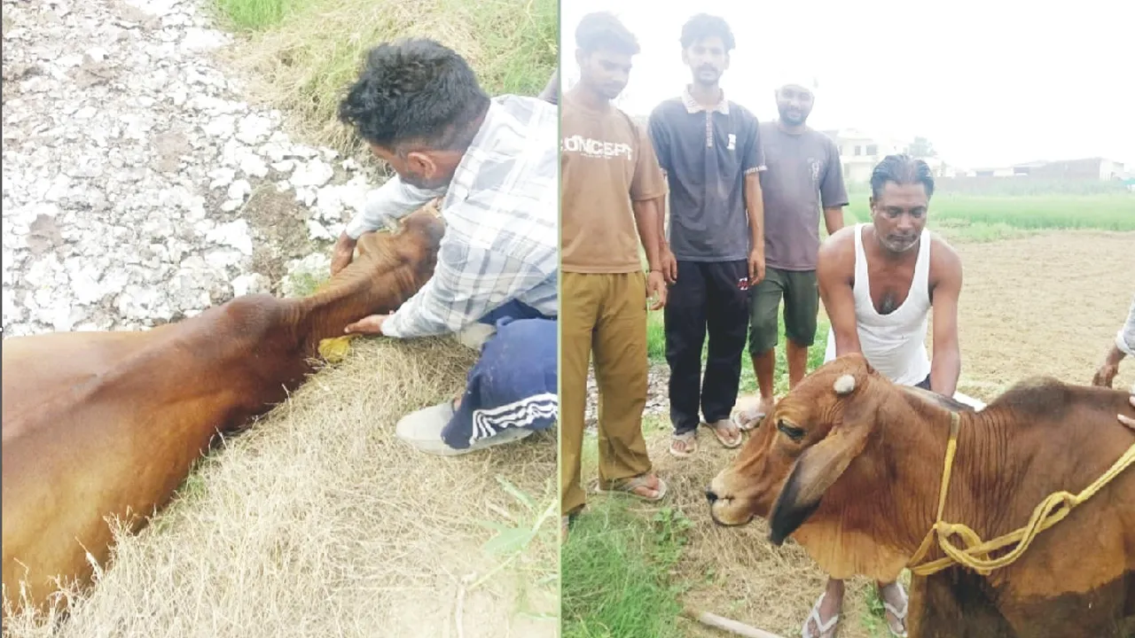 Welfare Work: ਡੇਰਾ ਪ੍ਰੇਮੀਆਂ ਨੇ ਬੇਸਹਾਰਾ ਪਸ਼ੂ ਗੋਬਰ ਗੈਸ ਪਲਾਂਟ ’ਚੋਂ ਬਾਹਰ ਕੱਢਿਆ