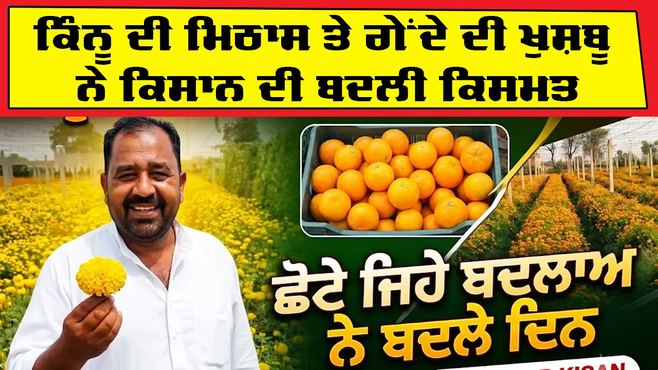 Success Farmer Story: ਕਿੰਨੂ ਦੀ ਮਿਠਾਸ ਤੇ ਗੇਂਦੇ ਦੀ ਖੁਸ਼ਬੂ ਨੇ ਕਿਸਾਨ ਦੀ ਬਦਲੀ ਕਿਸਮਤ, ਛੋਟੇ ਜਿਹੇ ਬਦਲਾਅ ਨੇ ਬਦਲੇ ਦਿਨ