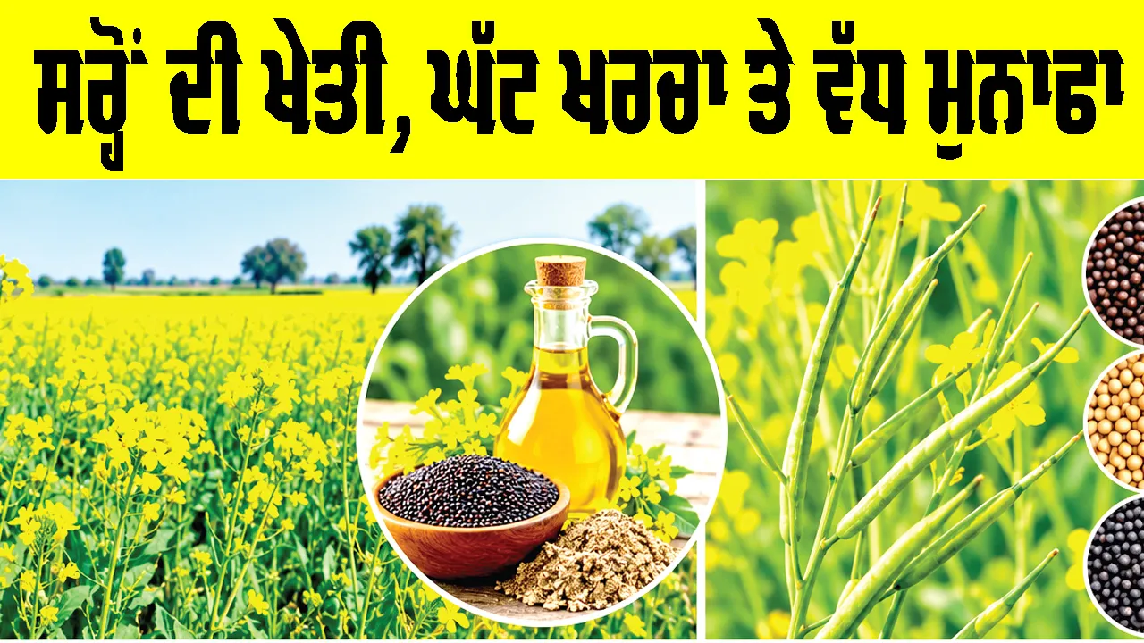 Mustard Farming: ਸਰ੍ਹੋਂ ਦੀ ਖੇਤੀ, ਘੱਟ ਖਰਚਾ ਤੇ ਵੱਧ ਮੁਨਾਫਾ