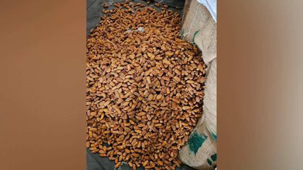 Pakistani Dry Dates: ਡੀਆਰਆਈ ਦੀ ਵੱਡੀ ਕਾਰਵਾਈ, ਯੂਏਈ ਰਾਹੀਂ ਭਾਰਤ ਪਹੁੰਚੀਆਂ 362 ਟਨ ਪਾਕਿਸਤਾਨੀ ਸੁੱਕੀਆਂ ਖਜੂਰ ਜ਼ਬਤ