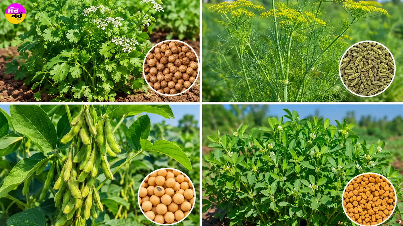 Agriculture News: ਸਰਦੀਆਂ ਦੇ ਮੇਵੇ ਧਨੀਆ, ਸੌਂਫ, ਸੋਏ, ਮੇਥੇ ਦੀ ਕਾਸ਼ਤ ਦੇ ਸੁਚੱਜੇ ਢੰਗ