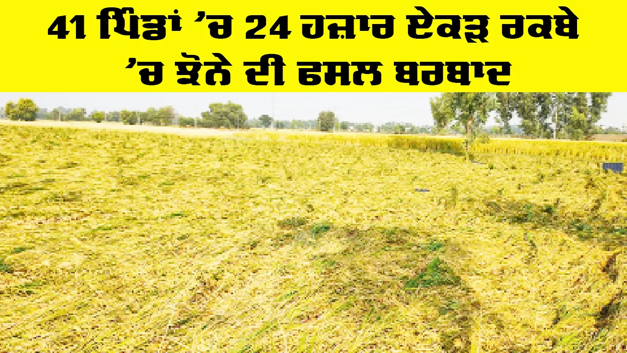 Heavy Rainfall: 41 ਪਿੰਡਾਂ ’ਚ 24 ਹਜ਼ਾਰ ਏਕੜ ਰਕਬੇ ’ਚ ਝੋਨੇ ਦੀ ਫਸਲ ਬਰਬਾਦ