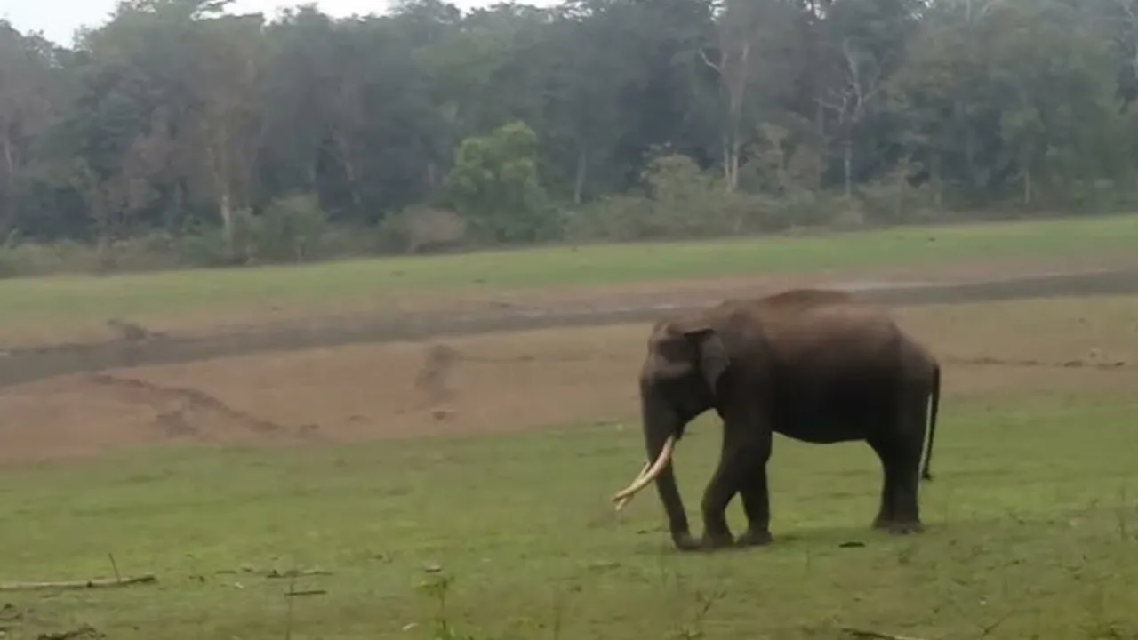 Kerala Wild Elephant Deaths: ਕੇਰਲ ’ਚ ਜੰਗਲੀ ਹਾਥੀਆਂ ਦੀਆਂ ਲਗਾਤਾਰ ਹੋ ਰਹੀਆਂ ਮੌਤਾਂ ਨਾਲ ਸਨਸਨੀ, CBI ਜਾਂਚ ਦੀ ਮੰਗ