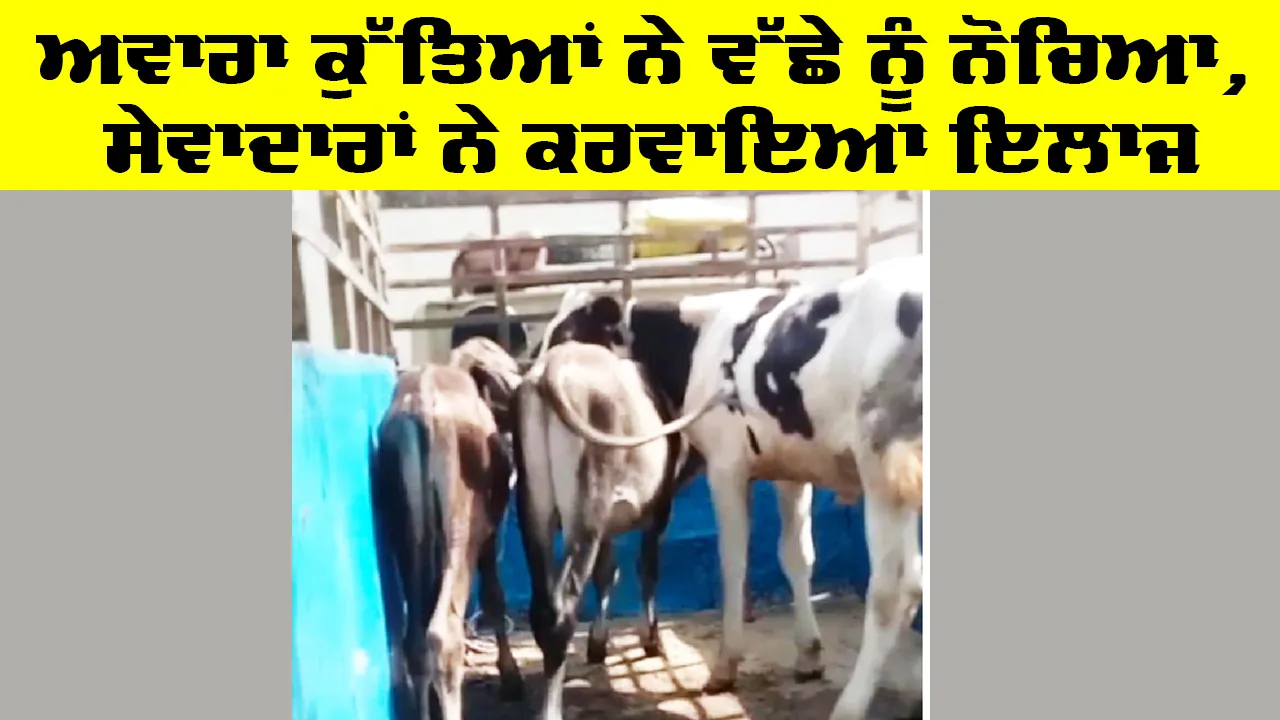 Welfare Work: ਅਵਾਰਾ ਕੁੱਤਿਆਂ ਨੇ ਵੱਛੇ ਨੂੰ ਨੋਚਿਆ, ਸੇਵਾਦਾਰਾਂ ਨੇ ਕਰਵਾਇਆ ਇਲਾਜ