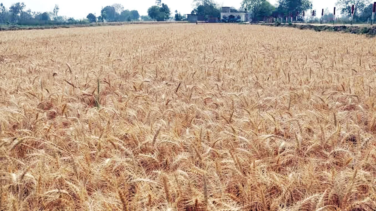Wheat Farming: ਕਣਕ ਦੀ ਭਰਪੂਰ ਪੈਦਾਵਾਰ ਦੀ ਤਿਆਰੀ: ਉੱਨਤ ਕਿਸਮਾਂ ਚੁਣੋ, ਸਹੀ ਸਮੇਂ ’ਤੇ ਬਿਜਾਈ ਕਰੋ, ਖਾਦ ਦਾ ਸੰਤੁਲਨ ਰੱਖੋ  