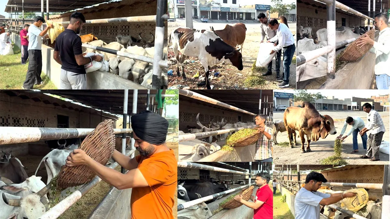World Animal Welfare Day: ਵਰਲਡ ਐਨੀਮਲ ਵੈਲਫੇਅਰ ਡੇਅ ਮੌਕੇ ਐੱਮਐੱਸਜੀ ਆਈਟੀ ਵਿੰਗ ਵੱਲੋਂ 2 ਕੁਇੰਟਲ ਹਰਾ ਚਾਰਾ ਪਾ ਕੇ ਕੀਤੀ ਪਸ਼ੂ ਸੇਵਾ