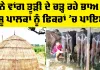 Dairy Farming Project: ਸੋਨੇ ਵਾਂਗ ਤੂੜੀ ਦੇ ਚੜ੍ਹ ਰਹੇ ਭਾਅ ਨੇ ਪਸ਼ੂ ਪਾਲਕਾਂ ਨੂੰ ਫਿਕਰਾਂ ’ਚ ਪਾਇਆ