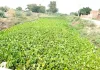 Sem Nullah Faridkot: ਮੌਨਸੂਨ ਤੋਂ ਪਹਿਲਾਂ ਫਰੀਦਕੋਟ ਜ਼ਿਲ੍ਹੇ ਦੇ ਸੇਮ ਨਾਲਿਆਂ ਦੀ ਸਫ਼ਾਈ ਨਾ ਹੋਣ ਕਾਰਨ ਕਿਸਾਨ ਚਿੰਤਤ