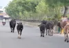 Stray Animals Danger: ਸੜਕਾਂ ’ਤੇ ਘੁੰਮਦੇ ਅਵਾਰਾ ਪਸ਼ੂ ਬਣ ਰਹੇ ਹਨ ਹਾਦਸੇ ਦਾ ਕਾਰਨ, ਪ੍ਰਸ਼ਾਸਨ ਦੇਵੇ ਧਿਆਨ