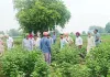 Agriculture News: ਸਰਵੇਖਣ ਟੀਮ ਵੱਲੋਂ ਨਰਮੇ ਦੇ ਖੇਤਾਂ ਦਾ ਦੌਰਾ
