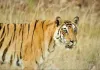 India Tiger Population: ਭਾਰਤ ਬਾਘਾਂ ਦੀ ਸੰਭਾਲ ’ਚ ਦੁਨੀਆ ਦੇ ਪਹਿਲੇ ਨੰਬਰ ’ਤੇ, ਦੇਸ਼ ’ਚ 3,682 ਬਾਘ