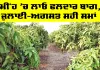 Monsoon Farming: ਮੀਂਹ ’ਚ ਲਾਓ ਫਲਦਾਰ ਬਾਗ, ਜੁਲਾਈ-ਅਗਸਤ ਸਹੀ ਸਮਾਂ