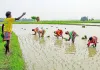 India Monsoon : ਭਾਰਤ ਦੇ ਮਾਨਸੂਨ ’ਚ ਸੁਧਾਰ, ਸਾਉਣੀ ਦੀਆਂ ਫਸਲਾਂ ਨੂੰ ਨੁਕਸਾਨ ਹੋਣ ਦਾ ਡਰ ਘੱਟ : ਰਿਪੋਰਟ