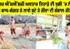 ਪਵਿੱਤਰ ਐੱਮਐੱਸਜੀ ਅਵਤਾਰ ਦਿਹਾੜੇ ਦੀ ਖੁਸ਼ੀ ’ਚ ਲੰਦਨ ਦੀ ਸਾਧ-ਸੰਗਤ ਨੇ ਲਾਏ ਬੂਟੇ