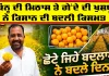 Success Farmer Story: ਕਿੰਨੂ ਦੀ ਮਿਠਾਸ ਤੇ ਗੇਂਦੇ ਦੀ ਖੁਸ਼ਬੂ ਨੇ ਕਿਸਾਨ ਦੀ ਬਦਲੀ ਕਿਸਮਤ, ਛੋਟੇ ਜਿਹੇ ਬਦਲਾਅ ਨੇ ਬਦਲੇ ਦਿਨ