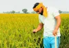 Kisan News: ਦੁੱਨੇਵਾਲਾ ਦਾ ਸੁਖਰਾਜ ਸਿੰਘ 21 ਏਕੜ ਰਕਬੇ ’ਚ ਝੋਨੇ ਦੀ ਪਰਾਲੀ ਦੀ ਬਿਨਾਂ ਅੱਗ ਲਾਏ ਕਰ ਰਿਹਾ ਹੈ ਸੰਭਾਲ