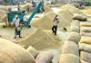 Paddy Procurement Punjab: ਝੋਨੇ ਦੀ ਖ਼ਰੀਦ ਲਈ 42,786 ਕਰੋੜ ਰੁਪਏ ਦੀ ਸੀਸੀਐੱਲ ਮਨਜ਼ੂਰ