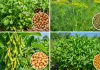 Agriculture News: ਸਰਦੀਆਂ ਦੇ ਮੇਵੇ ਧਨੀਆ, ਸੌਂਫ, ਸੋਏ, ਮੇਥੇ ਦੀ ਕਾਸ਼ਤ ਦੇ ਸੁਚੱਜੇ ਢੰਗ
