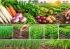 Agriculture News: ਸਰਦ ਰੁੱਤ ਦੀਆਂ ਸਬਜ਼ੀਆਂ ਦੀ ਬਿਜਾਈ ਲਈ ਢੁਕਵਾਂ ਸਮਾਂ