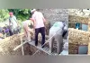 Welfare Work: ਮਾਨਵਤਾ ਦੀ ਮਿਸਾਲ ਬਣੇ ਡੇਰਾ ਪ੍ਰੇਮੀ, ਲੋੜਵੰਦ ਦਾ ਮਕਾਨ ਬਣਾਉਣਾ ਕੀਤਾ ਸ਼ੁਰੂ
