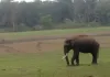 Kerala Wild Elephant Deaths: ਕੇਰਲ ’ਚ ਜੰਗਲੀ ਹਾਥੀਆਂ ਦੀਆਂ ਲਗਾਤਾਰ ਹੋ ਰਹੀਆਂ ਮੌਤਾਂ ਨਾਲ ਸਨਸਨੀ, CBI ਜਾਂਚ ਦੀ ਮੰਗ