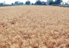 Wheat Farming: ਕਣਕ ਦੀ ਭਰਪੂਰ ਪੈਦਾਵਾਰ ਦੀ ਤਿਆਰੀ: ਉੱਨਤ ਕਿਸਮਾਂ ਚੁਣੋ, ਸਹੀ ਸਮੇਂ ’ਤੇ ਬਿਜਾਈ ਕਰੋ, ਖਾਦ ਦਾ ਸੰਤੁਲਨ ਰੱਖੋ  