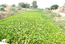 Sem Nullah Faridkot: ਮੌਨਸੂਨ ਤੋਂ ਪਹਿਲਾਂ ਫਰੀਦਕੋਟ ਜ਼ਿਲ੍ਹੇ ਦੇ ਸੇਮ ਨਾਲਿਆਂ ਦੀ ਸਫ਼ਾਈ ਨਾ ਹੋਣ ਕਾਰਨ ਕਿਸਾਨ ਚਿੰਤਤ