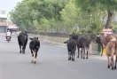 Stray Animals Danger: ਸੜਕਾਂ ’ਤੇ ਘੁੰਮਦੇ ਅਵਾਰਾ ਪਸ਼ੂ ਬਣ ਰਹੇ ਹਨ ਹਾਦਸੇ ਦਾ ਕਾਰਨ, ਪ੍ਰਸ਼ਾਸਨ ਦੇਵੇ ਧਿਆਨ