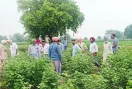 Agriculture News: ਸਰਵੇਖਣ ਟੀਮ ਵੱਲੋਂ ਨਰਮੇ ਦੇ ਖੇਤਾਂ ਦਾ ਦੌਰਾ