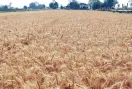 Wheat Farming: ਕਣਕ ਦੀ ਭਰਪੂਰ ਪੈਦਾਵਾਰ ਦੀ ਤਿਆਰੀ: ਉੱਨਤ ਕਿਸਮਾਂ ਚੁਣੋ, ਸਹੀ ਸਮੇਂ ’ਤੇ ਬਿਜਾਈ ਕਰੋ, ਖਾਦ ਦਾ ਸੰਤੁਲਨ ਰੱਖੋ  