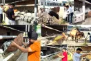 World Animal Welfare Day: ਵਰਲਡ ਐਨੀਮਲ ਵੈਲਫੇਅਰ ਡੇਅ ਮੌਕੇ ਐੱਮਐੱਸਜੀ ਆਈਟੀ ਵਿੰਗ ਵੱਲੋਂ 2 ਕੁਇੰਟਲ ਹਰਾ ਚਾਰਾ ਪਾ ਕੇ ਕੀਤੀ ਪਸ਼ੂ ਸੇਵਾ