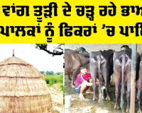Dairy Farming Project: ਸੋਨੇ ਵਾਂਗ ਤੂੜੀ ਦੇ ਚੜ੍ਹ ਰਹੇ ਭਾਅ ਨੇ ਪਸ਼ੂ ਪਾਲਕਾਂ ਨੂੰ ਫਿਕਰਾਂ ’ਚ ਪਾਇਆ