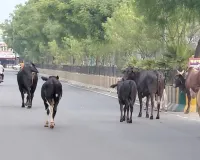 Stray Animals Danger: ਸੜਕਾਂ ’ਤੇ ਘੁੰਮਦੇ ਅਵਾਰਾ ਪਸ਼ੂ ਬਣ ਰਹੇ ਹਨ ਹਾਦਸੇ ਦਾ ਕਾਰਨ, ਪ੍ਰਸ਼ਾਸਨ ਦੇਵੇ ਧਿਆਨ