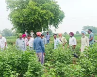 Agriculture News: ਸਰਵੇਖਣ ਟੀਮ ਵੱਲੋਂ ਨਰਮੇ ਦੇ ਖੇਤਾਂ ਦਾ ਦੌਰਾ