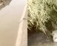 Canal Breach News: ਪਹਿਲੇ ਹੀ ਨਹਿਰੀ ਪਾਣੀ ਦੇ ਦਬਾਅ ਅੱਗੇ ਨਾ ਟਿਕ ਸਕਿਆ ਰੋਹੀੜਾ ਮਾਈਨਰ ਰਜਵਾਹਾ