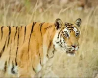India Tiger Population: ਭਾਰਤ ਬਾਘਾਂ ਦੀ ਸੰਭਾਲ ’ਚ ਦੁਨੀਆ ਦੇ ਪਹਿਲੇ ਨੰਬਰ ’ਤੇ, ਦੇਸ਼ ’ਚ 3,682 ਬਾਘ