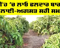 Monsoon Farming: ਮੀਂਹ ’ਚ ਲਾਓ ਫਲਦਾਰ ਬਾਗ, ਜੁਲਾਈ-ਅਗਸਤ ਸਹੀ ਸਮਾਂ