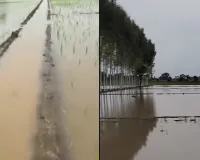 Weather Update Punjab: ਮੀਂਹ ਨਾਲ ਗਰਮੀ ਤੋਂ ਰਾਹਤ, ਫਸਲਾਂ ਤੇ ਆਮ ਜਨ ਦੇ ਚਿਹਰੇ ਖਿੜੇ